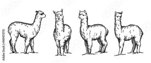 hand drawn line art alpaca set