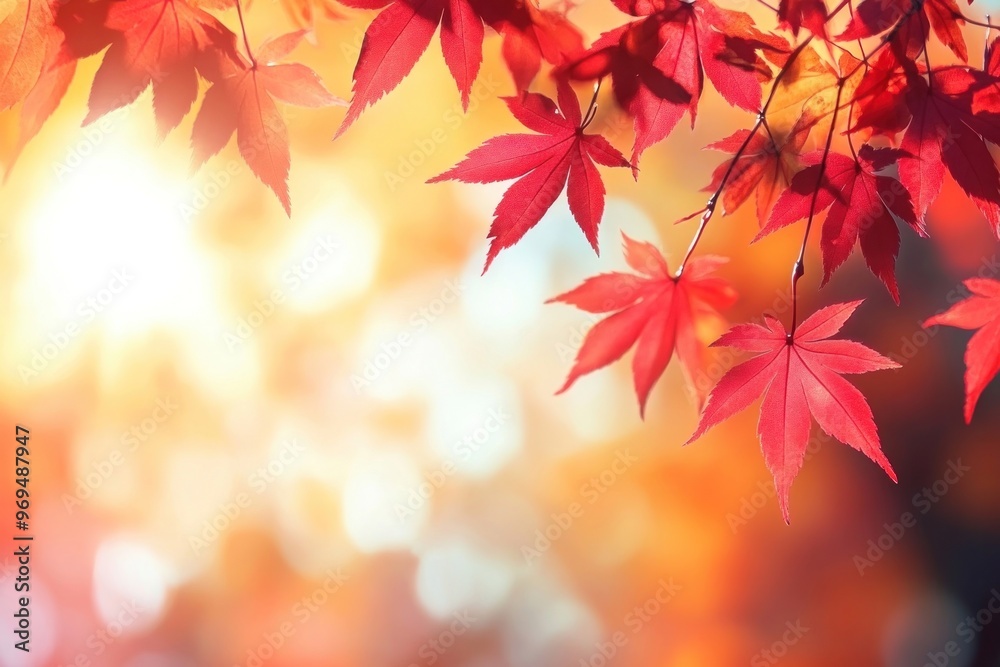 Beautiful autumn background with red maple leaves and blurred sunlight in the morning leaf seasonal vibrant. Beautiful autumn background with red maple leaves and blurred sunlight in the morning leaf seasonal vibrant.