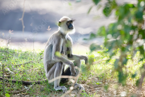 Canvas Print black faced grey langur monkey in Yala National Park, Sri Lanka