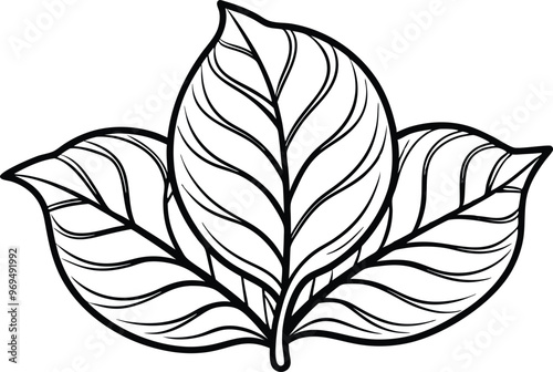 Outline Tobacco leaf, vector illustration on black and white.