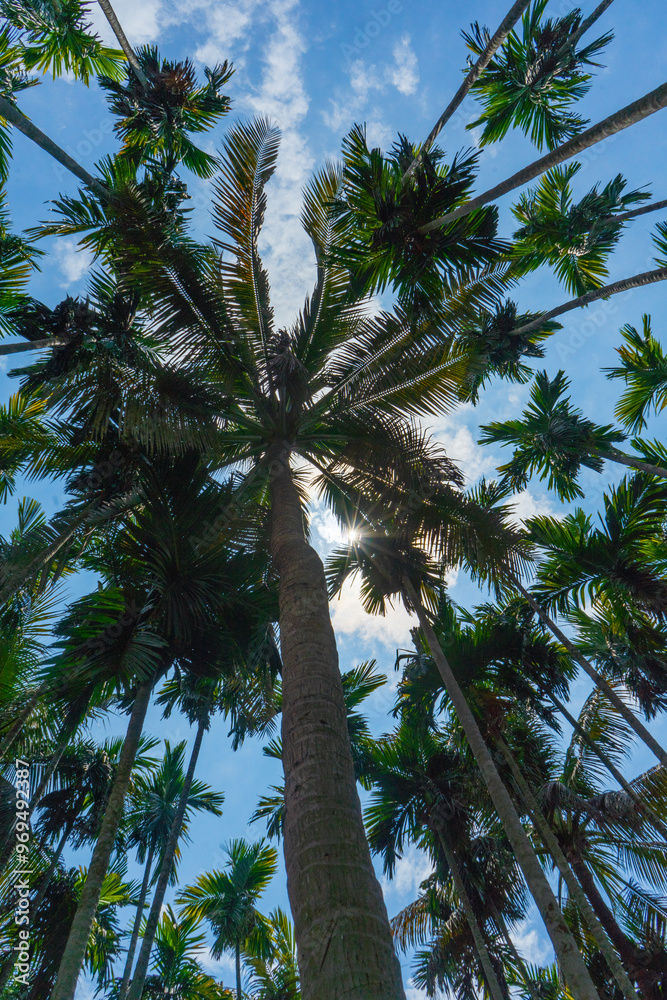 Tall palm trees densely packed against bright blue sky, bottom view, serene tropical atmosphere.