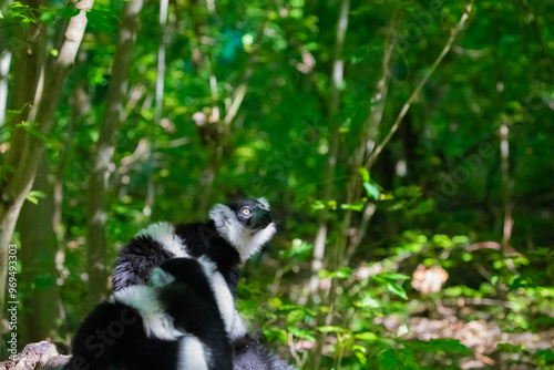 Black and white Ruffed Lemur closeup photo