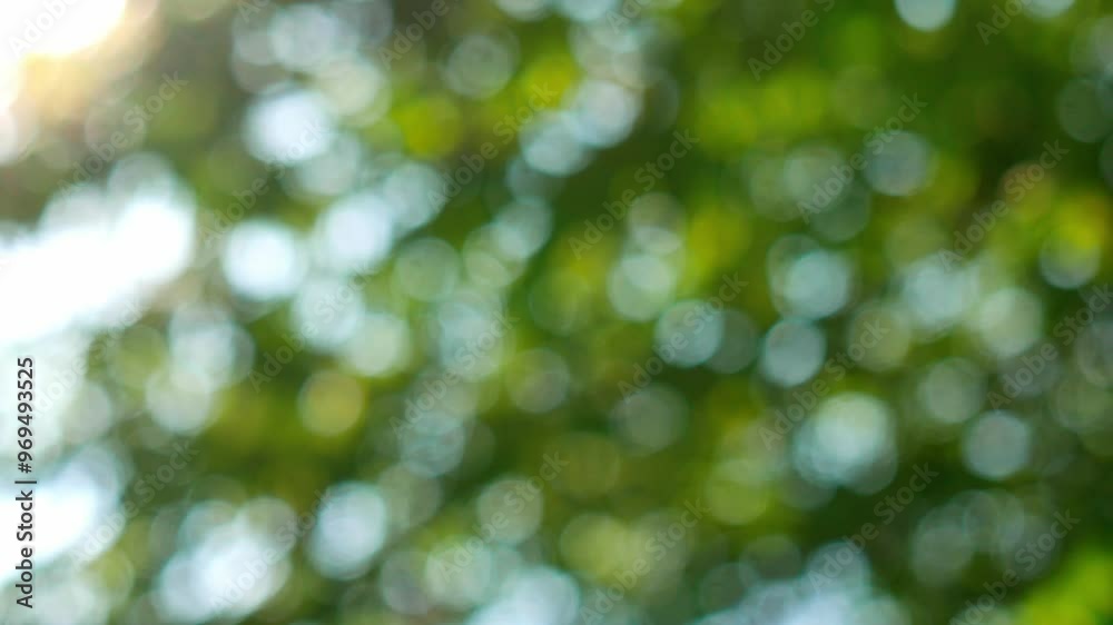 Blur the background video of green leaves and sunlight coming through the leaves. autumn panorama of leaves blowing in the wind. Green bokeh or focused leaf background. with sun ray light, hope scenes