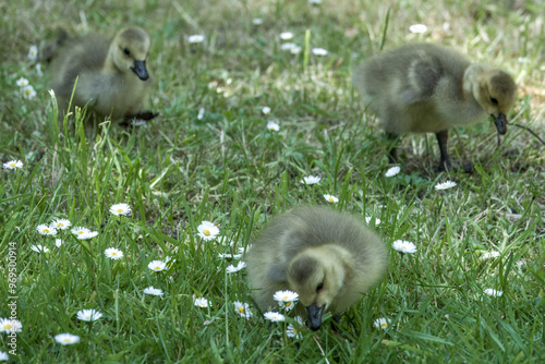 cute Canada goose branta canadensis goslings amongst daisies wildfllowers photo