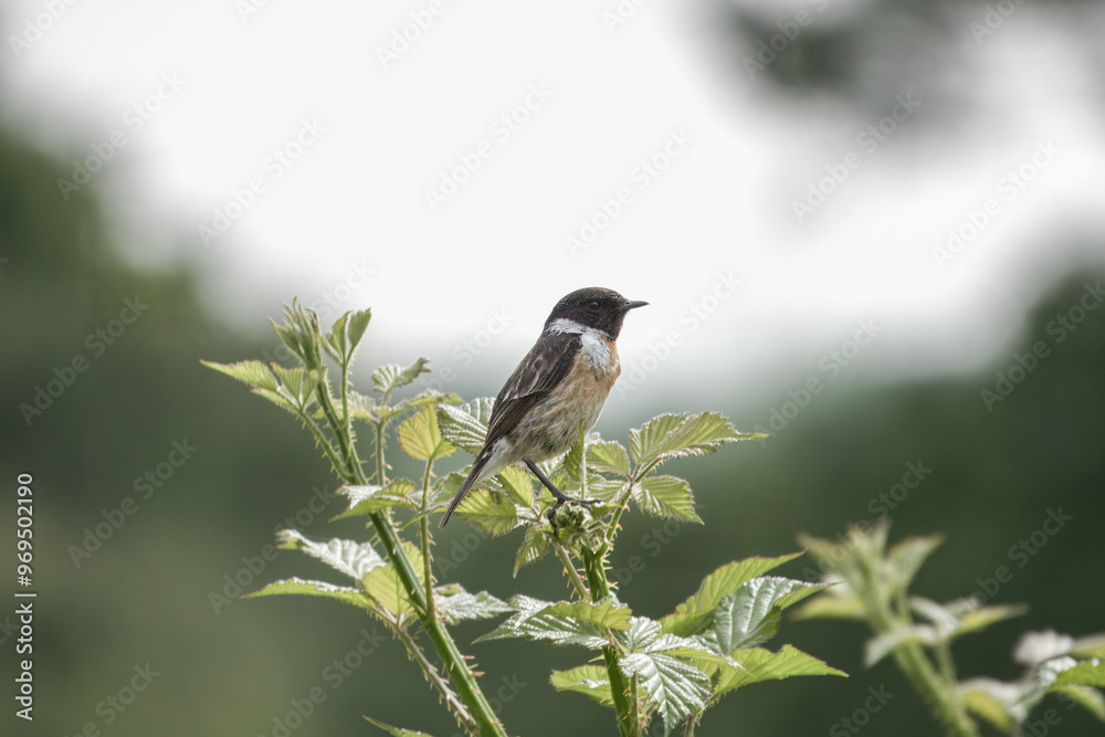 Fototapeta premium male Stonechat saxicola rubicolaperched on a bramble with a blurred background