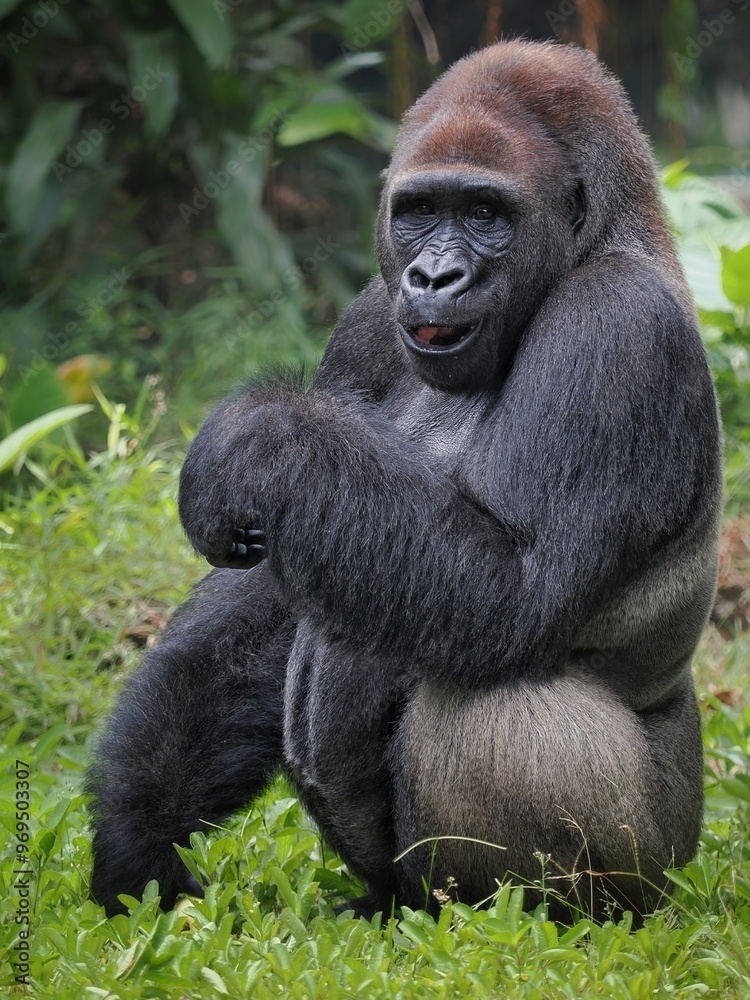 Gorilla (Troglodytes gorilla) sitting on the ground. Gorilla is herbivorous apes that inhabit the forests of central Sub-Saharan Africa Gorilla (Troglodytes gorilla) sitting on the ground. Gorilla is herbivorous apes that inhabit the forests of central Sub-Saharan Africa