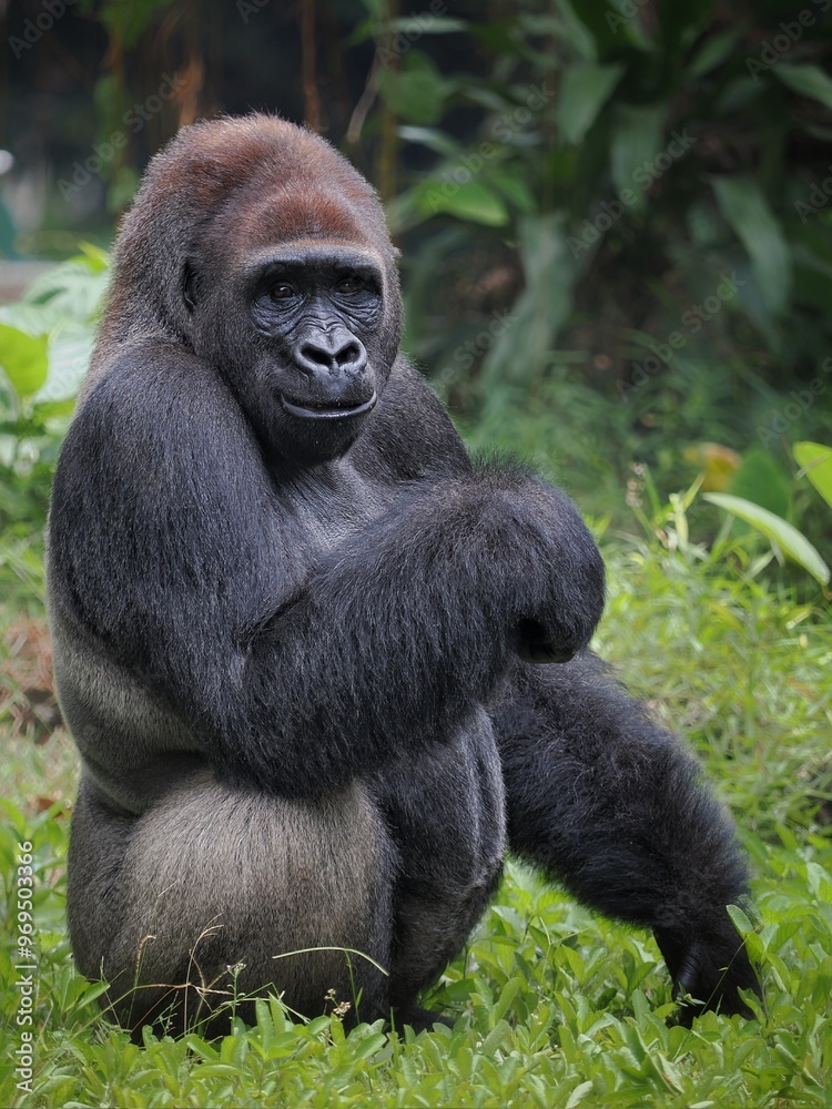 Gorilla (Troglodytes gorilla) sitting on the ground. Gorilla is herbivorous apes that inhabit the forests of central Sub-Saharan Africa Gorilla (Troglodytes gorilla) sitting on the ground. Gorilla is herbivorous apes that inhabit the forests of central Sub-Saharan Africa