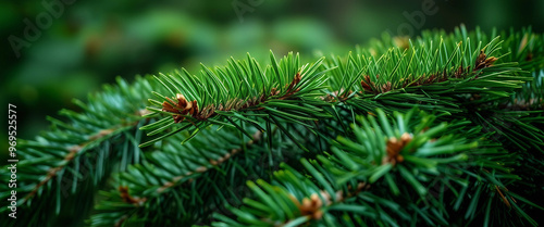 Green lush pine needles providing texture to the copy space image.