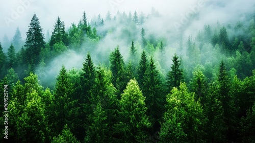 A serene morning mist gently rolls through a dense forest, creating a mysterious ambiance in the foggy weather, inviting exploration and a sense of calm amidst nature's wonders.