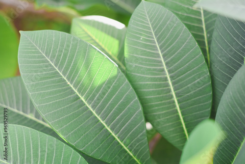 Close-up of bright green frangipani leaves.