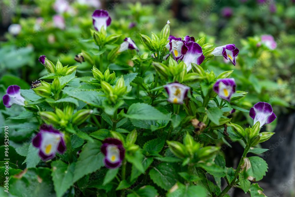 wishbone flower are in full bloom. Blooming purple Bluewings torenia or Wishbone flower.