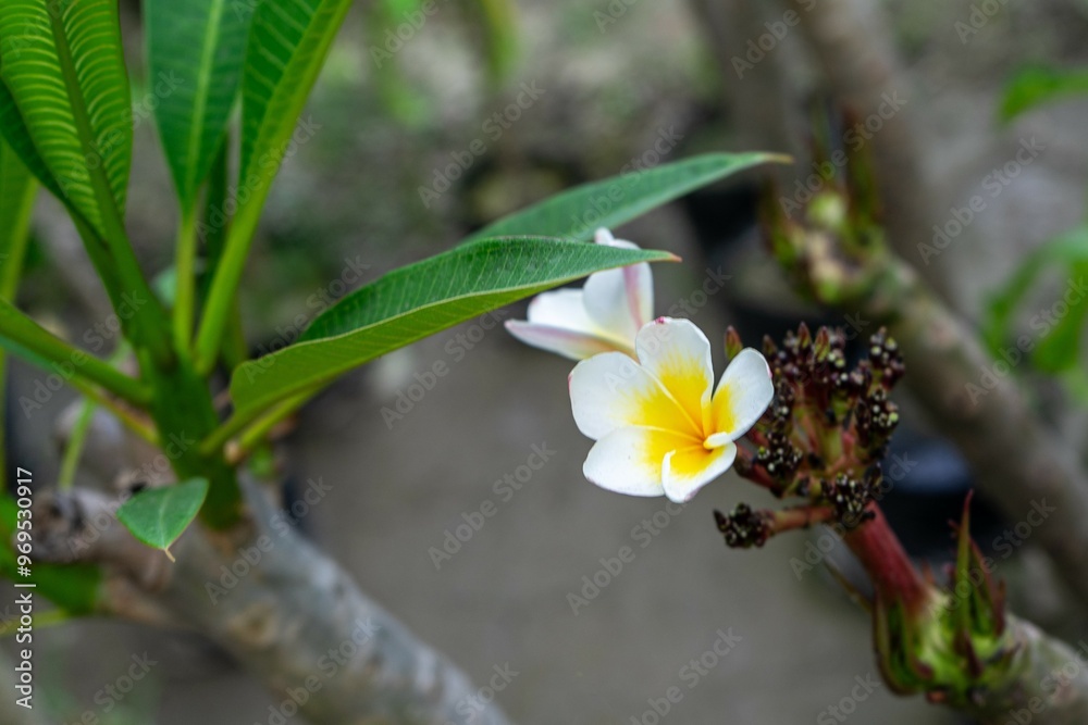 blooming flower of Plumeria rubra Linn. cv. Acutifolia.