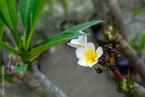 Obraz na płótnie blooming flower of Plumeria rubra Linn. cv. Acutifolia. w salonie