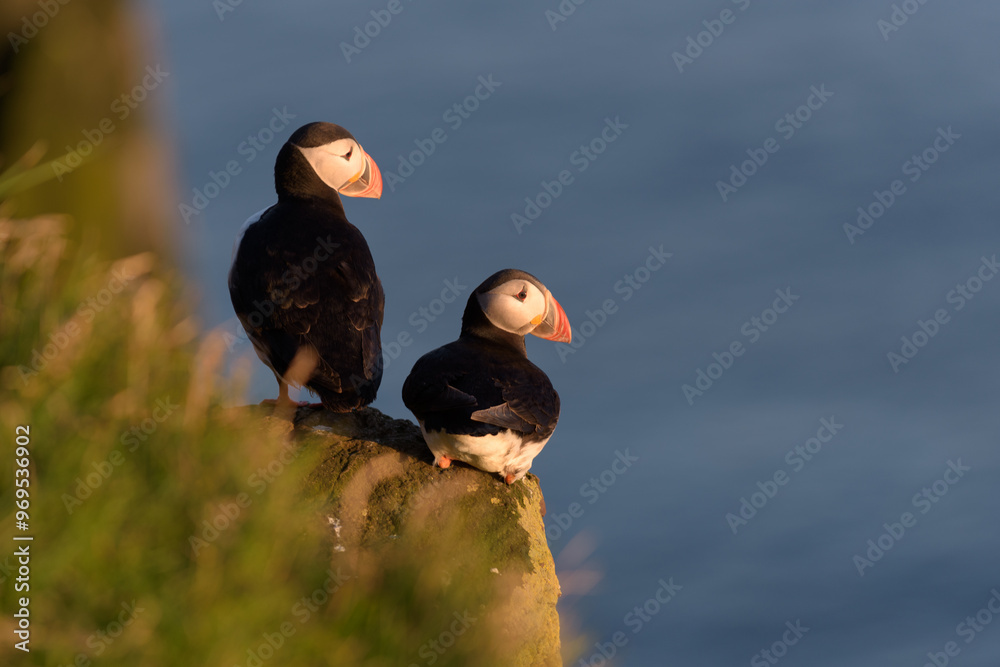 Φωτογραφία Pulcienlla di mare sulla scogliera di Latrabjarg in Islanda nei fiordi occidenta