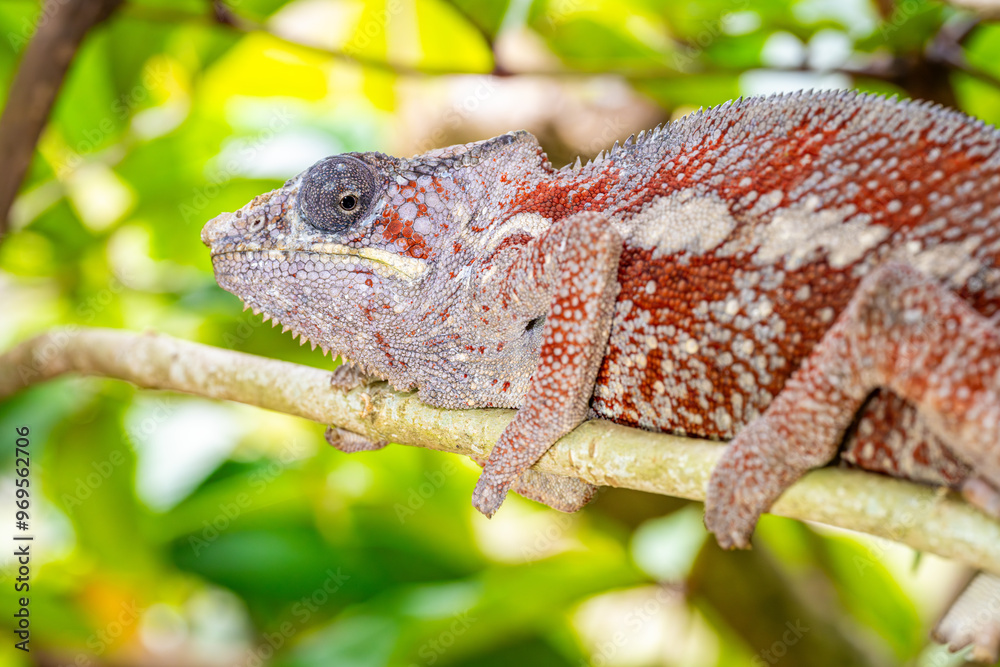 Madagascar chameleon resting on branch closeup