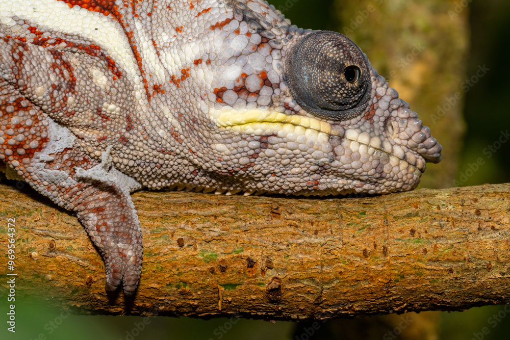 Madagascar chameleon resting on branch closeup