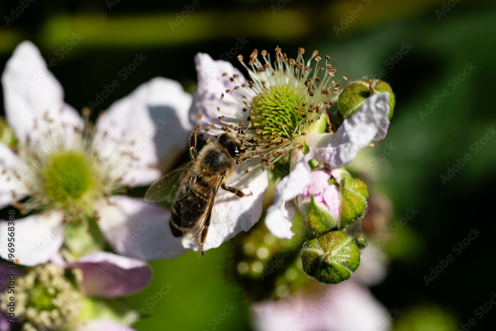 Fototapeta premium Die Wildpflanze Rubus Brombeere am Wegesrand