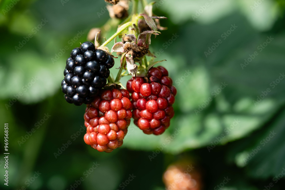 Die Wildpflanze Rubus Brombeere am Wegesrand