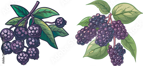 Two branches of ripe elderberries with leaves healthy forest wild organic berry food illustration isolated on white background ingredient for jam juice wine drawing nature plant design element