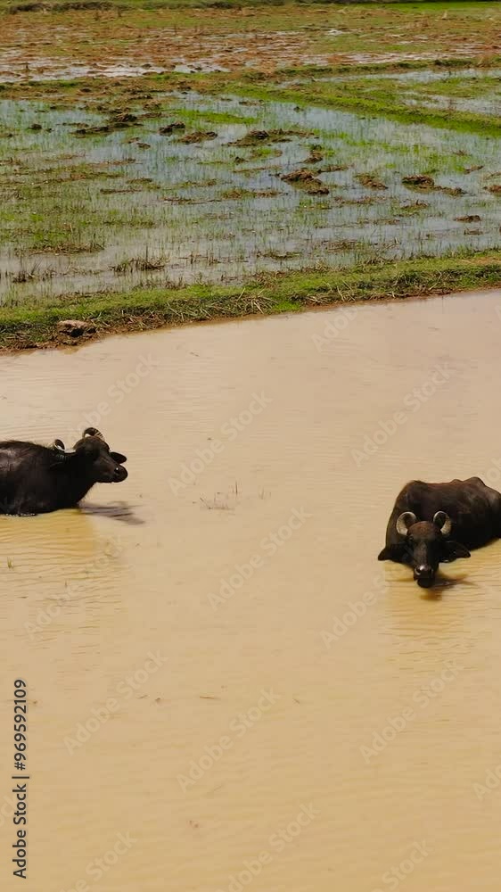 Aerial view of Buffaloes in the water among agricultural land and rice fields. Sri Lanka. Aerial view of Buffaloes in the water among agricultural land and rice fields. Sri Lanka.