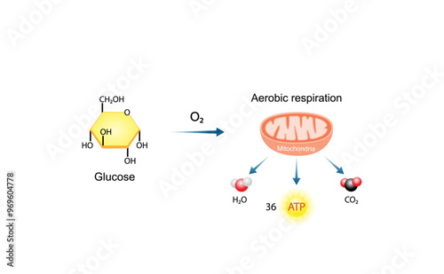 Aerobic cellular Respiration. Glycolysis. Mitochondria, energy production. Scientific Vector Illustration.