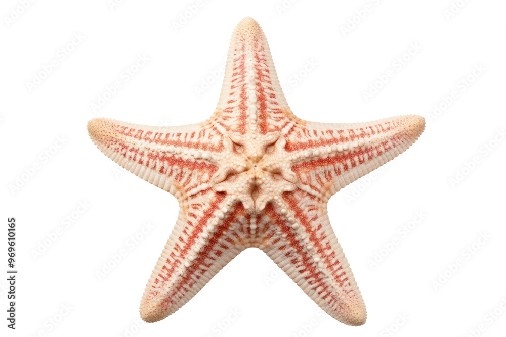 A close-up view of a vibrant orange starfish , isolated on white background A close-up view of a vibrant orange starfish , isolated on white background