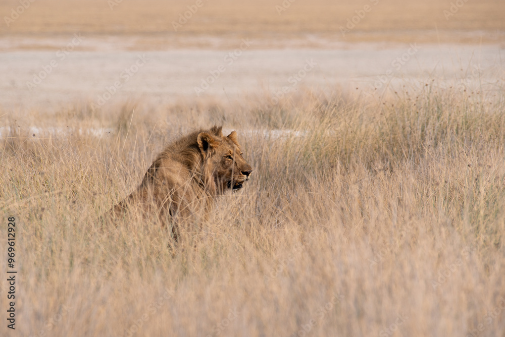 Profile view of African male lion sitting in tall grass, Namibia. Profile view of African male lion sitting in tall grass, Namibia.