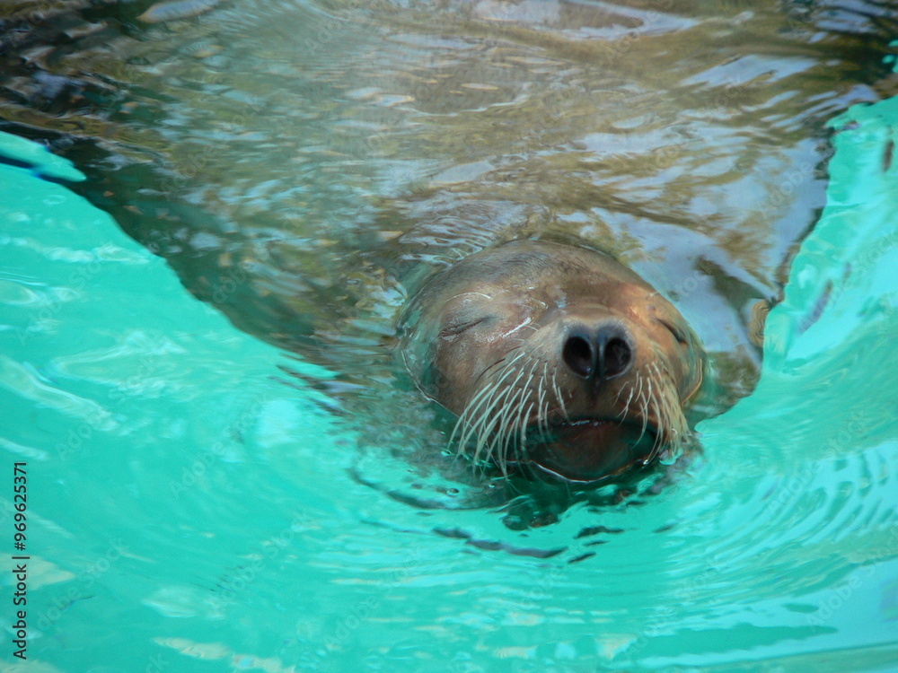 Fototapeta premium seal in water