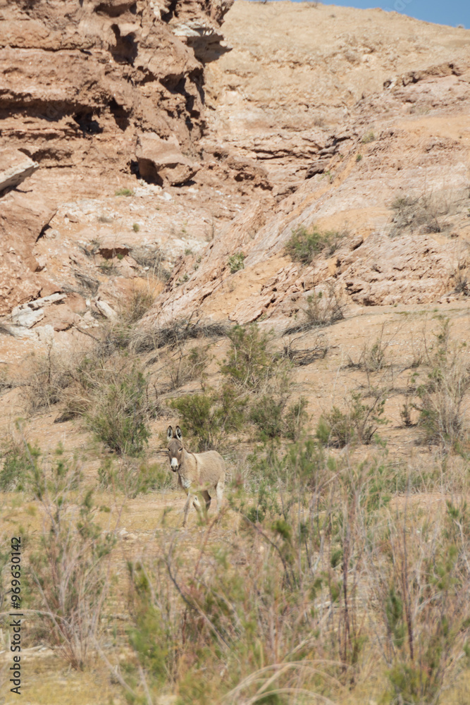Burros in the desert at Lake Mead National Recreation Area, Nevada Burros in the desert at Lake Mead National Recreation Area, Nevada
