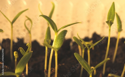Wallpaper Mural Seed shoots of sweet bell pepper with the first cotyledon leaves. Torontodigital.ca