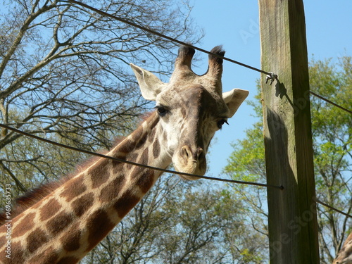 Giraffe photo