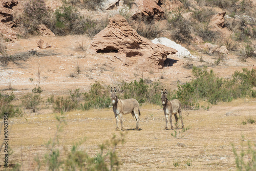 Burros in the desert at Lake Mead National Recreation Area, Nevada