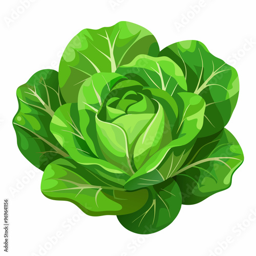 lettuce