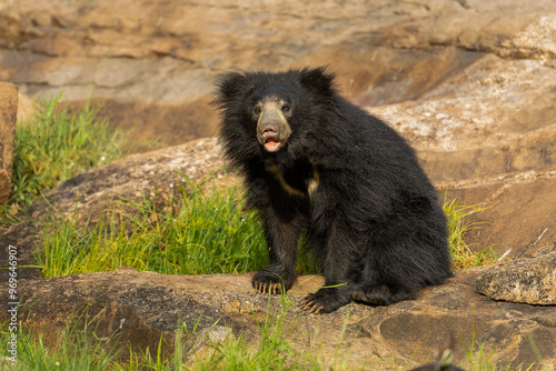 Indian Sloth Bear or Indian Bear is native to Indian Subcontinent, though its regionally extinct in Bangladesh photo