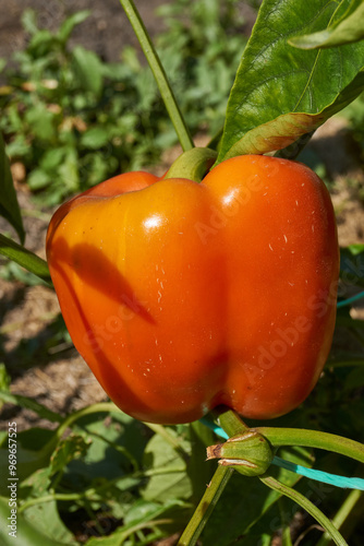 Sweet pepper or vegetable pepper thick (Lat. Capsicum annuum subsp. Grossum) is a genus of plants from the Capsiceae tribe of the Solanaceae family. photo