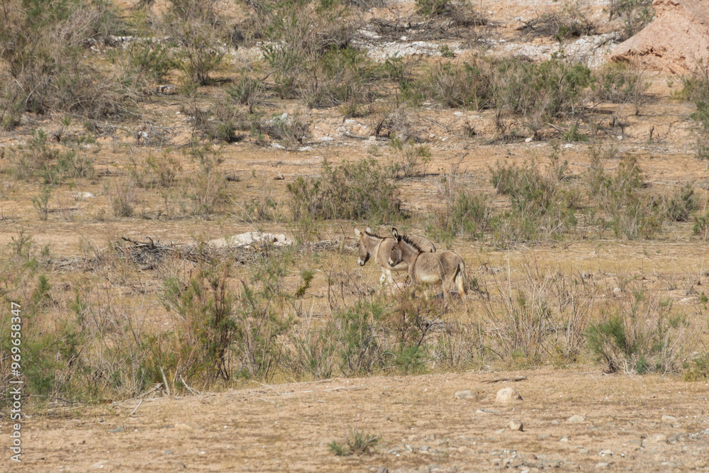 Burros in the desert at Lake Mead National Recreation Area, Nevada Burros in the desert at Lake Mead National Recreation Area, Nevada