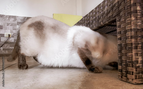 Cat tomcat tries to climb under a couch lounger sofa.