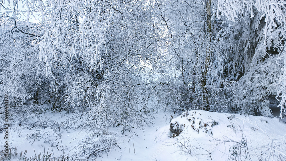 Much trees with snow and eis in winter forest. Nature background. Much trees with snow and eis in winter forest. Nature background.