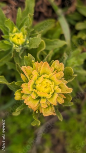 yellow flower in the garden