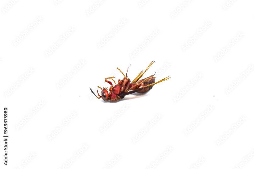 Fototapeta premium dead tiger wasp isolated white background.