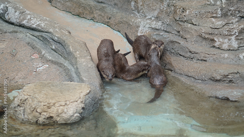 Fototapeta premium Beavers or Lutrinae. The 13 extant otter species are all semiaquatic, aquatic, or marine, with diets based on fish and invertebrates.