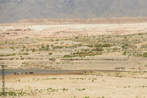 Burrows and cows in the desert at Lake Mead National Recreation Area, Nevada