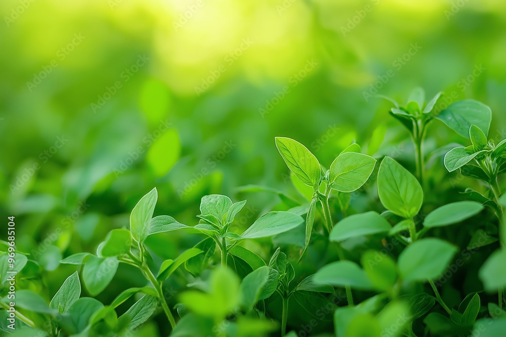 Close-up of vibrant green plant foliage in a lush garden, showcasing the richness and vitality of the natural environment. Close-up of vibrant green plant foliage in a lush garden, showcasing the richness and vitality of the natural environment.