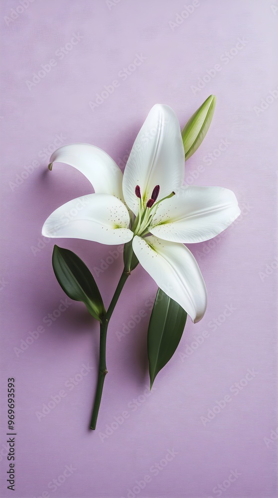 A single elegant white lily placed on a light lavender surface, with ample copy space for text A single elegant white lily placed on a light lavender surface, with ample copy space for text