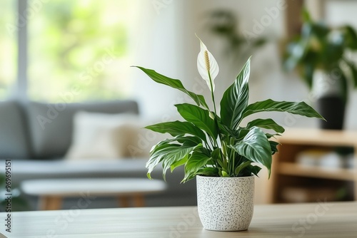 Potted spathiphyllum house plant on the table , living room on background with copy space on the left . Air purifying plant. 