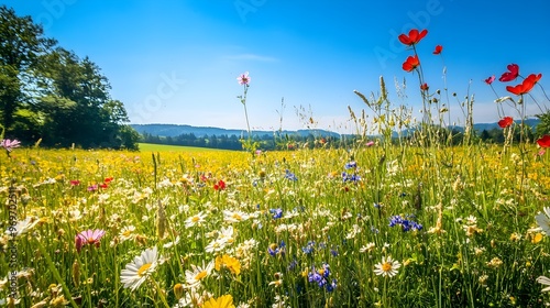 A vibrant field of wildflowers with an array of colors under a clear blue sky, creating an idyllic scene