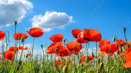 A vibrant field of red poppies swaying gently in the breeze under a bright blue sky