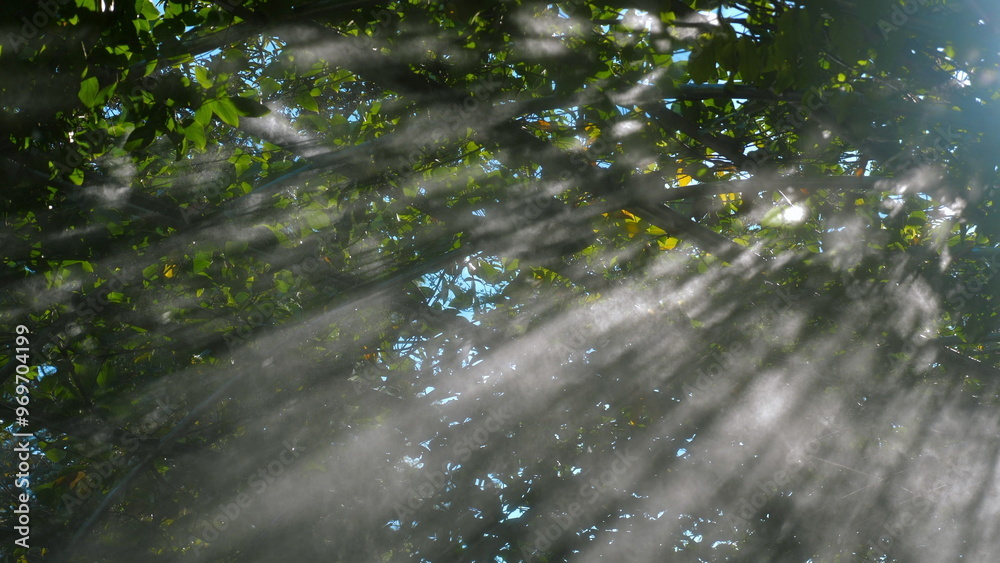 Sunlight streaming through lush green leaves, creating serene and ethereal forest atmosphere, ideal for nature and growth themes. Nature and Tranquility. Sunlight streaming through lush green leaves, creating serene and ethereal forest atmosphere, ideal for nature and growth themes. Nature and Tranquility.