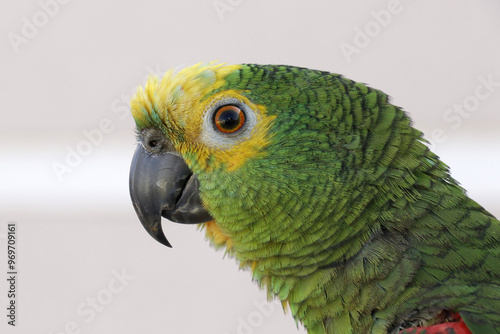 Um belíssimo papagaio domesticado que canta e assobia muto bem de Caldas Novas - GO photo