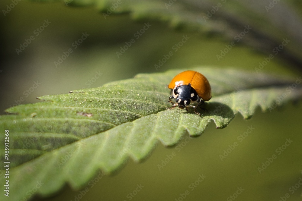ladybug on a leaf ladybug on a leaf